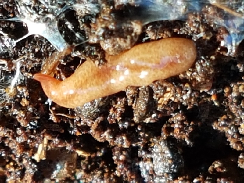Australopacifica graminicola [a Flatworm]