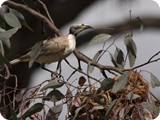 Noisy Friarbird nesting
