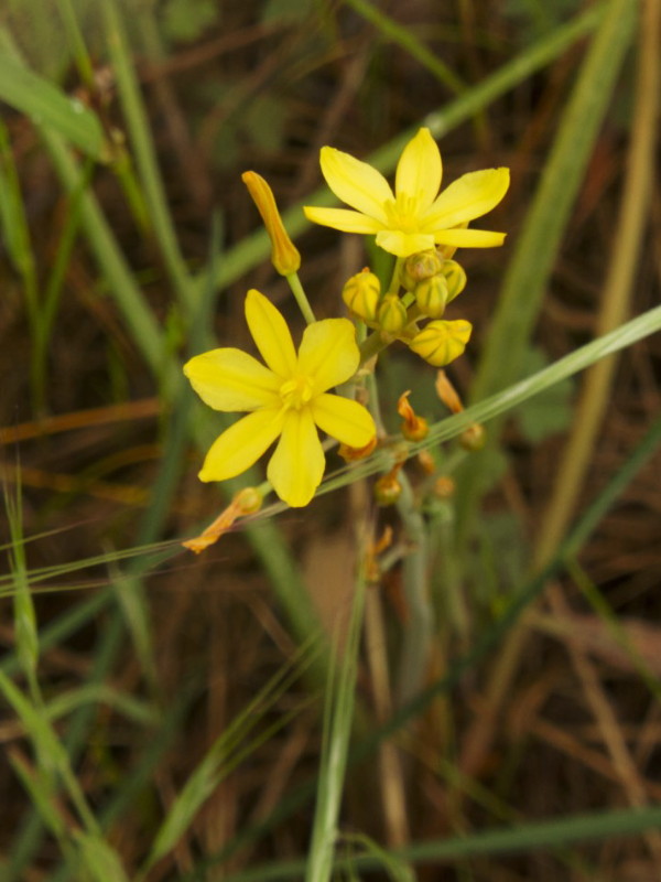 Tricoryne elatior [Yellow rush lily]