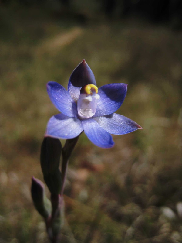 Thelymitra peniculata [Trim sun orchid]