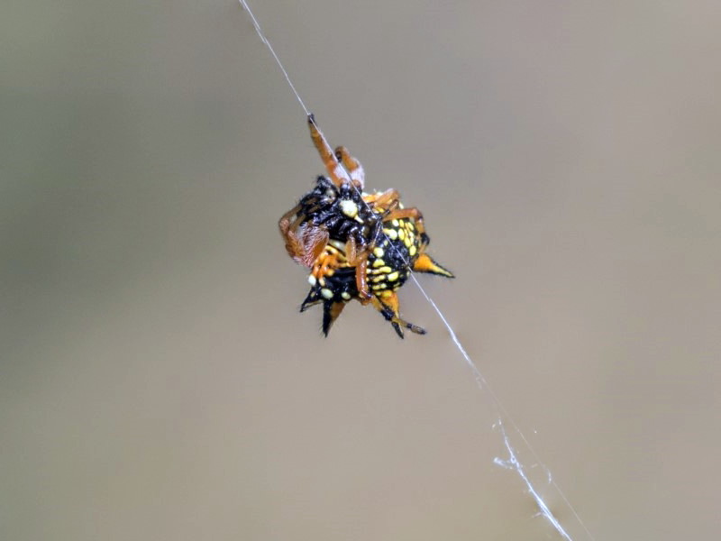 Austracantha minax [Jewel spider]