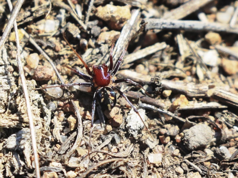 Habronestes bradleyi [Bradley's ant eating spider]