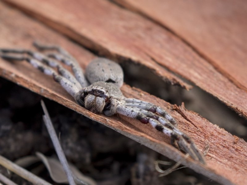 Isopeda sp. [A Huntsman spider]