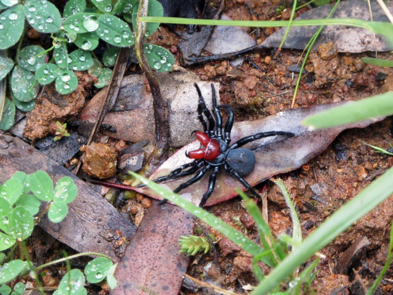Missulena occatoria [Red-headed Mouse spider]