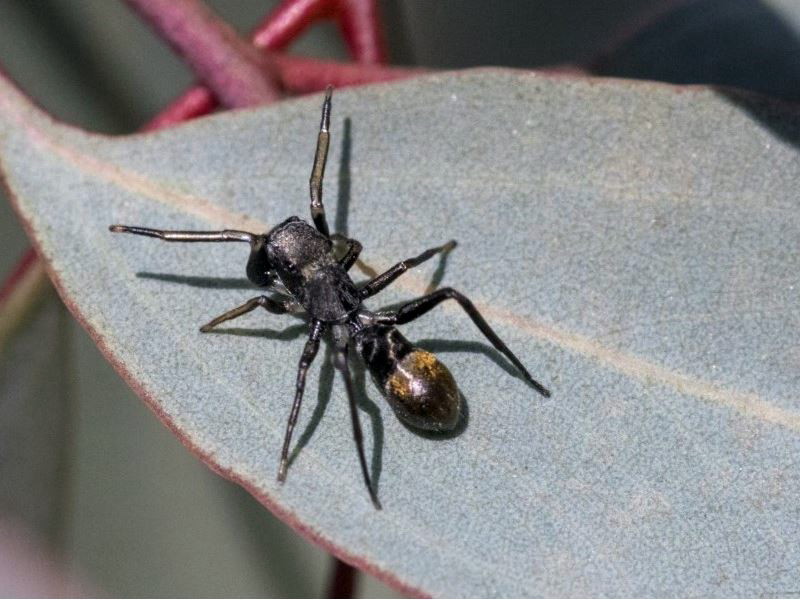 Myrmarachne luctuosa [Polyachris ant mimic spider]