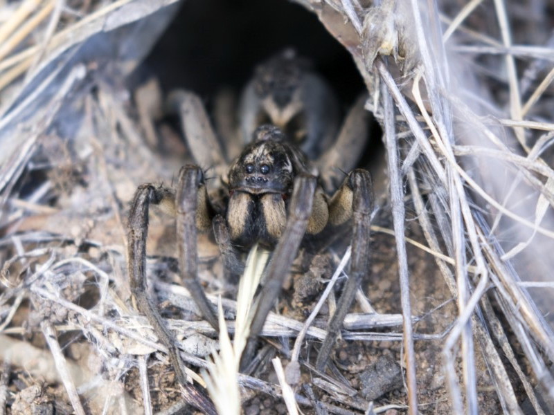 Tasmanicosa godeffroyi [Garden wolf spider]