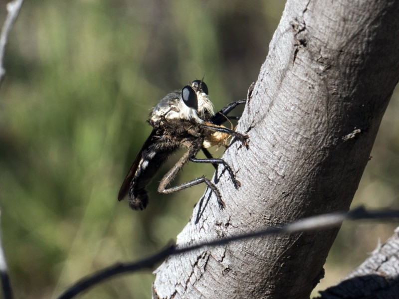 Blepharotes sp. [A robber fly]