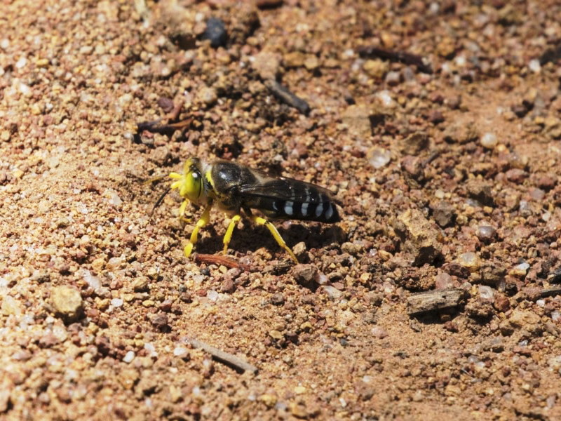 Bembix sp. [unidentified Bembix sand wasp]