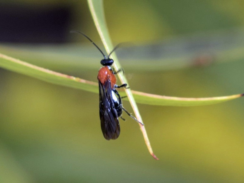 Braconidae sp. [A braconid wasp]