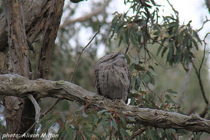 Dungowan Tawny frogmouth