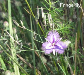 fringe lily