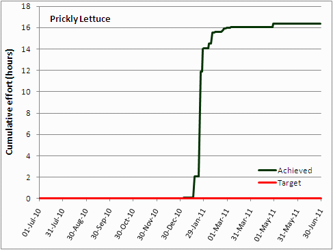 prickly lettuce