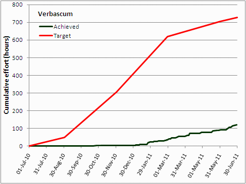 Verbascum spp.