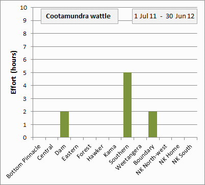 Cootamundra wattle