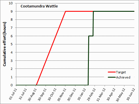 Cootamundra Wattle